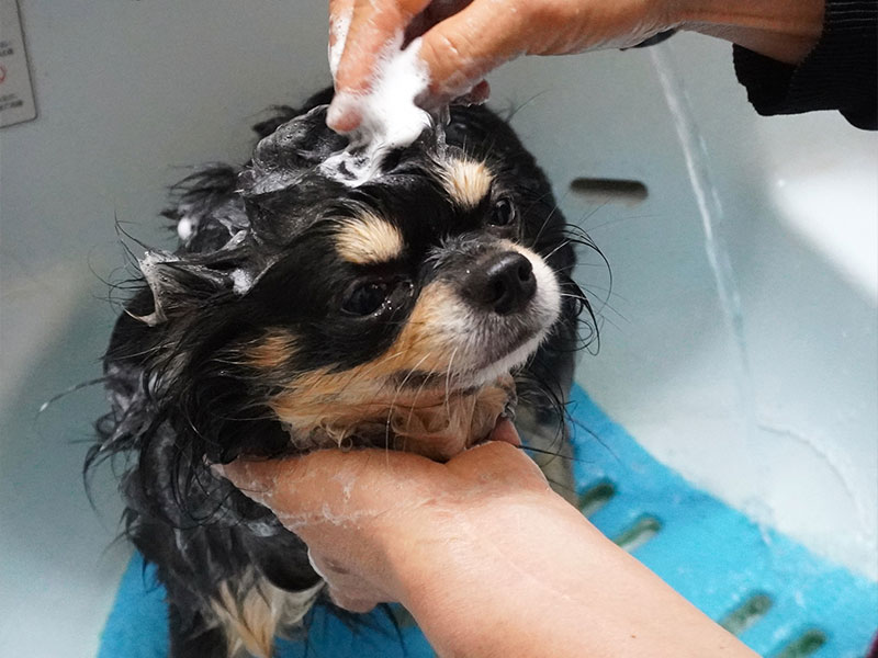 シャンプーコース