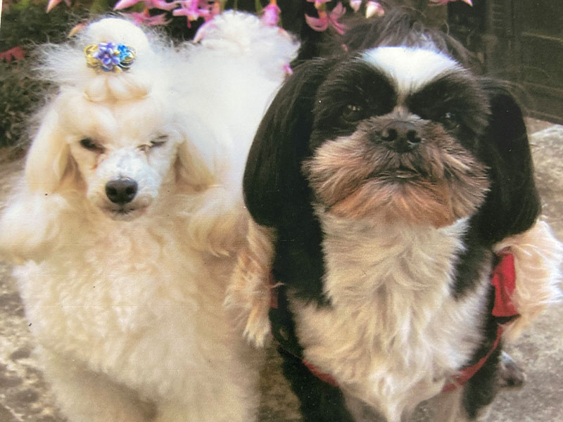 シャンプーカットコース