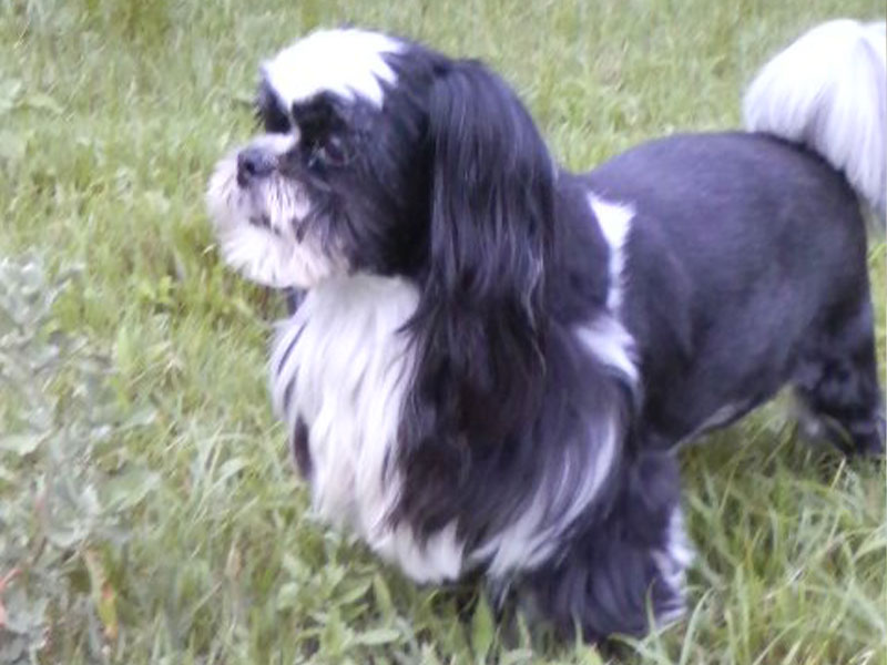 単品・オプションメニュー